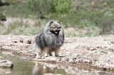 SPITZ ALLEMAND 021